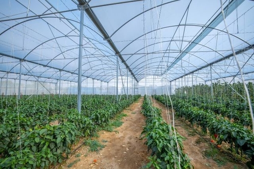 kasus perusahaan terbaru tentang Tim SABIC Bersama IYRIS dan NAPCO Untuk Membuat Solusi Atap Rumah Kaca Berkelanjutan berteknologi tinggi Dengan Menggunakan Polyethylene TRUCIRCLETM Untuk Inisiatif Produksi Pangan Saudi